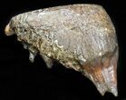 Upper Jaw M Mammoth Molar - Siberia #45381-2